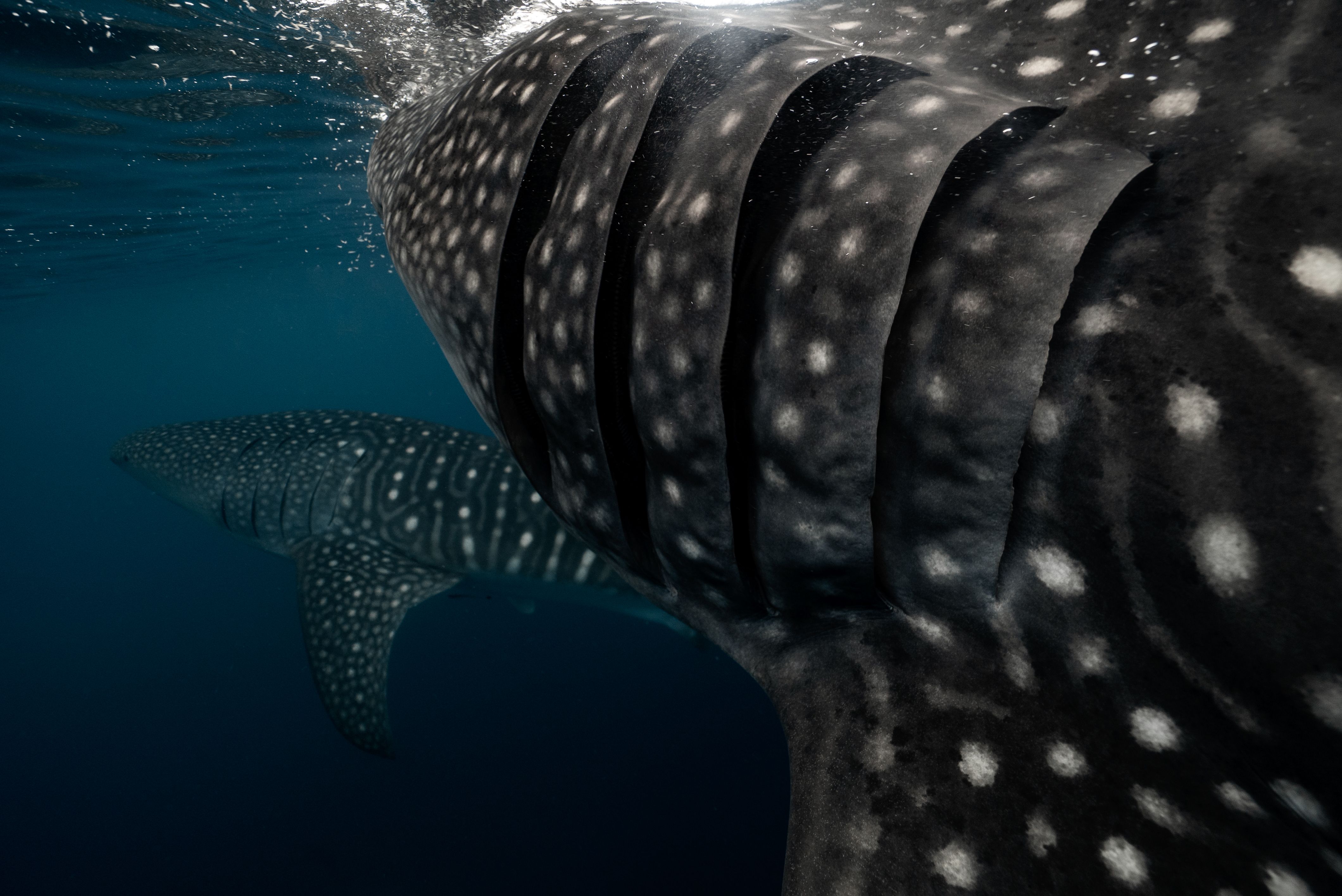 A diver swimming alongside a whale shark off the Tanzanian coast